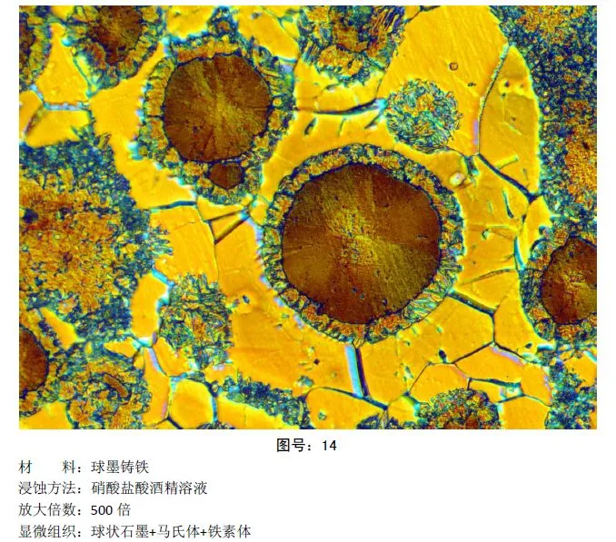 彩色金相图片 (5).webp